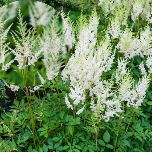 Astilbe arendsii 'Diamant' - Arendsi astilbe 'Diamant' P9/0,55L  